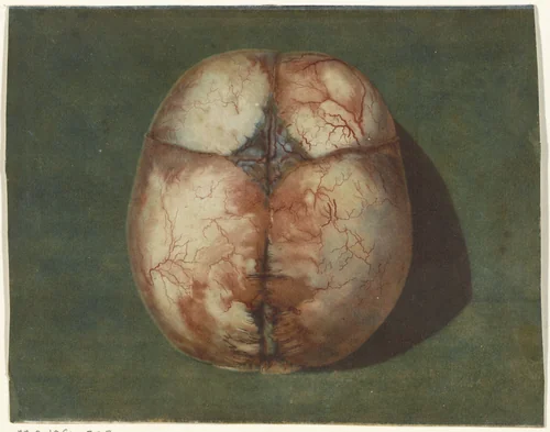Anatomische studie van de schedel van een onvoldragen kindje by Jan l' Admiral, print, 1733-1738