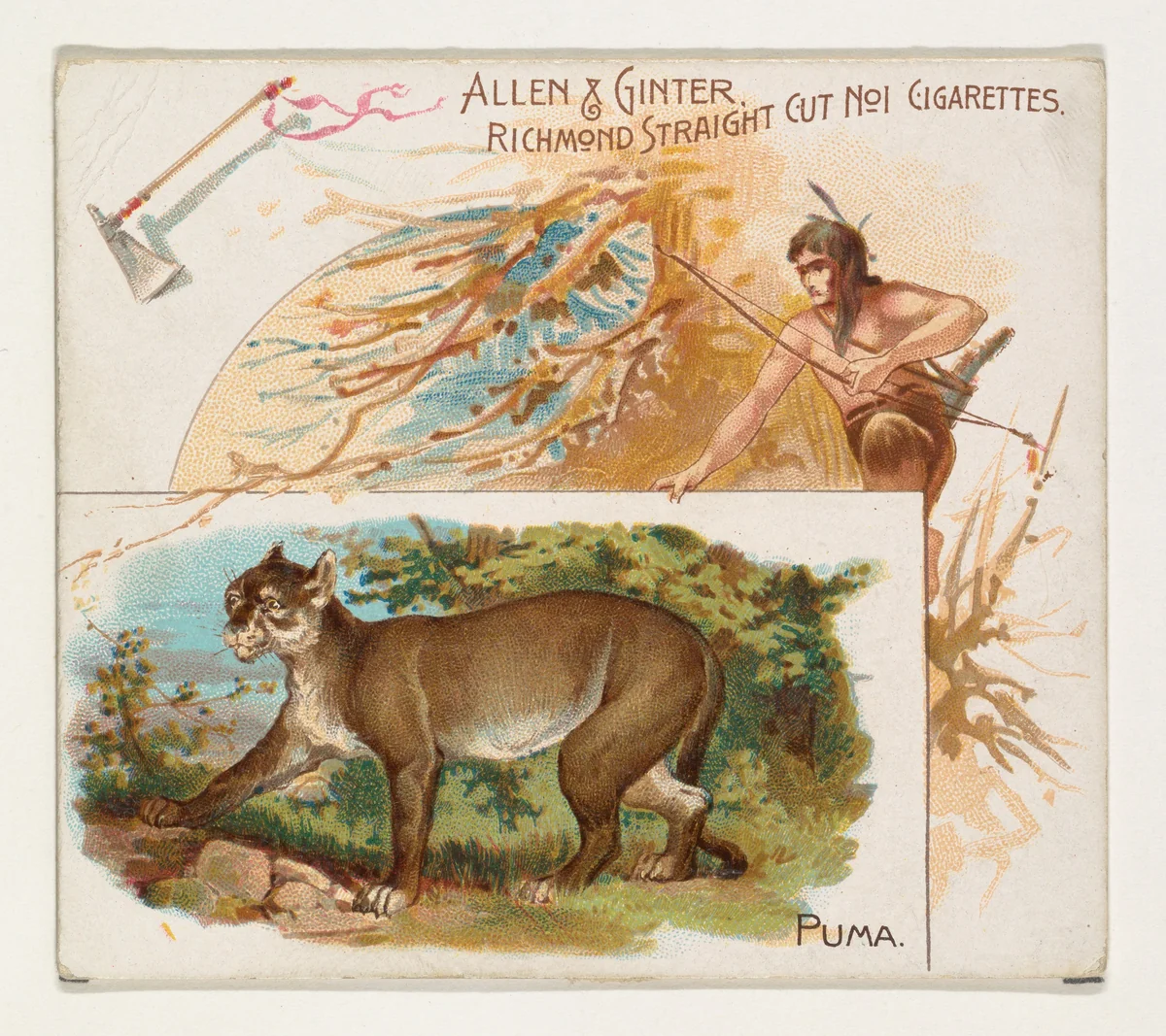 Puma, from Quadrupeds series (N41) for Allen & Ginter Cigarettes by Allen & Ginter, print, 1890
