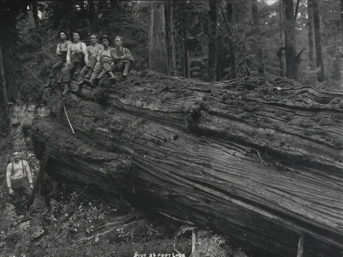 Cedar by Darius Kinsey, photograph, 1916