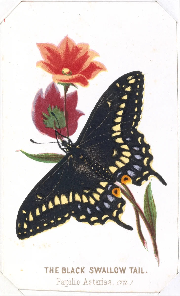 The Black Swallowtail from The Butterflies and Moths of America Part 3 by Louis Prang & Co., print, 1862