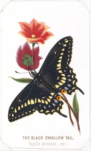 The Black Swallowtail from The Butterflies and Moths of America Part 3 by Louis Prang & Co., print, 1862