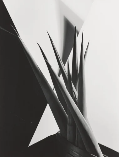 Agave Design I by Imogen Cunningham, photograph, 1920