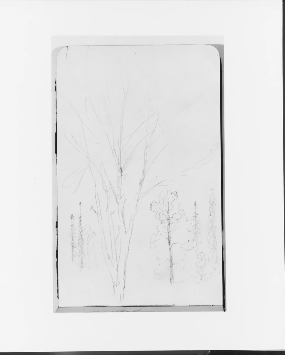 Sketches of Trees (from Sketchbook) by Albert Bierstadt, artwork, 1890