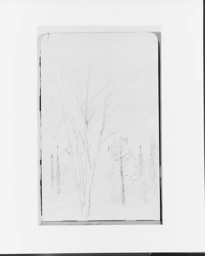 Sketches of Trees (from Sketchbook) by Albert Bierstadt, artwork, 1890