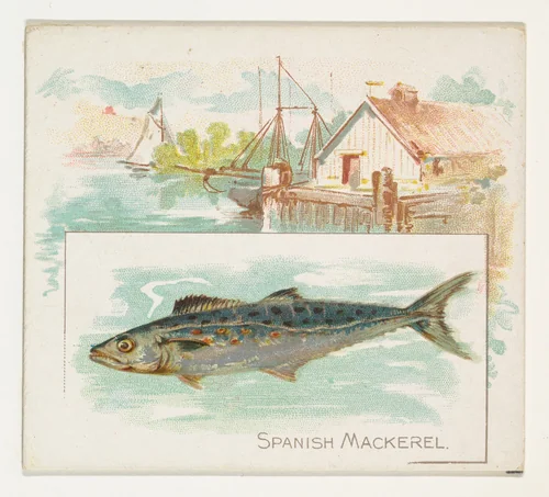 Spanish Mackerel, from Fish from American Waters series (N39) for Allen & Ginter Cigarettes by Allen & Ginter, print, 1889