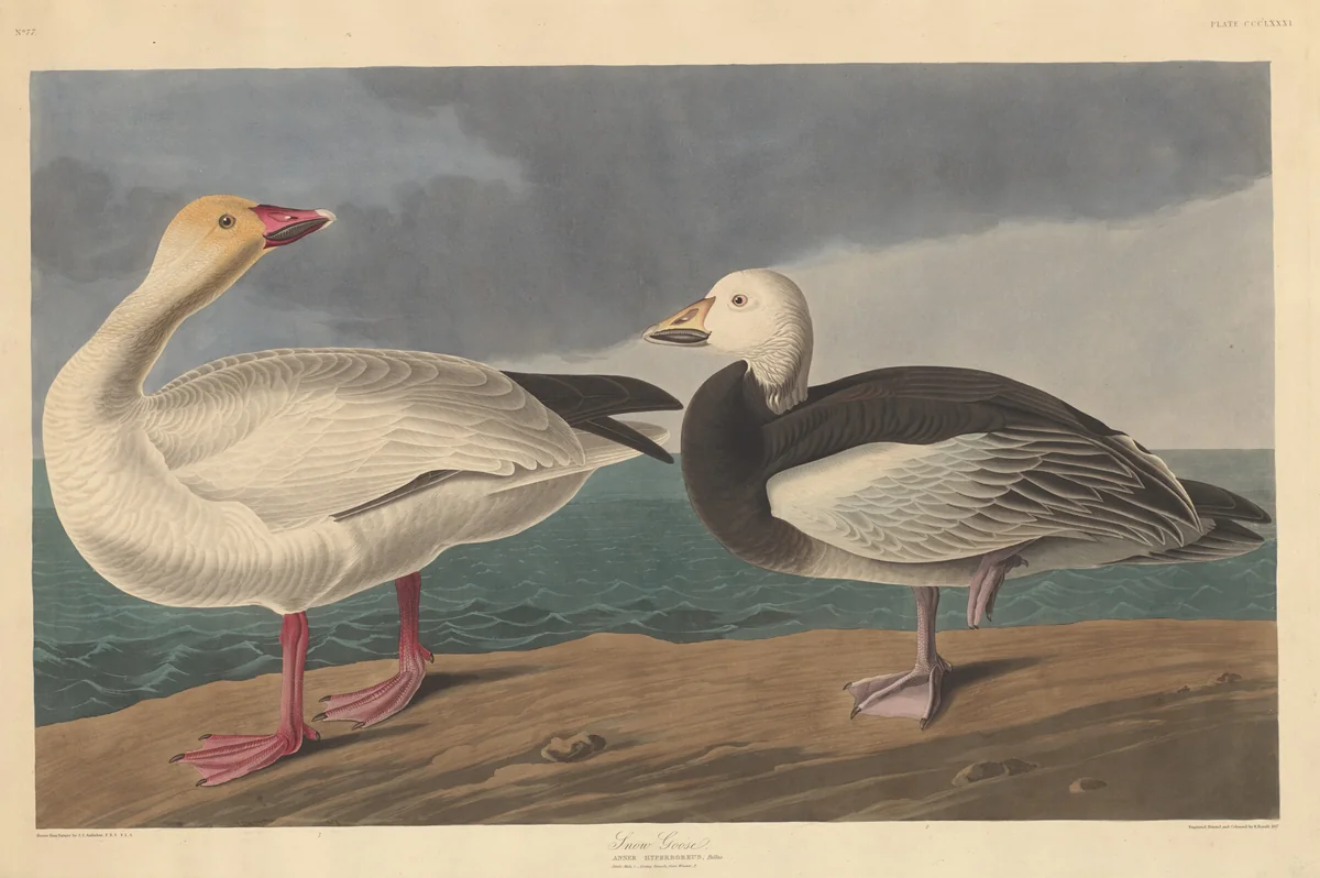 Snow Goose by Robert Havell, Jr.; John James Audubon, print, 1837