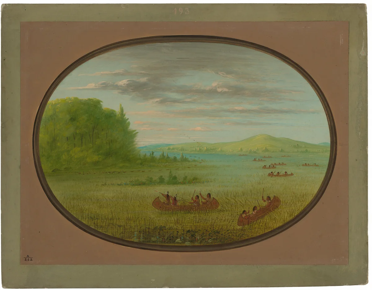 Gathering Wild Rice - Winnebago by George Catlin, painting, 1861-1869