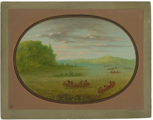 Gathering Wild Rice - Winnebago by George Catlin, painting, 1861-1869