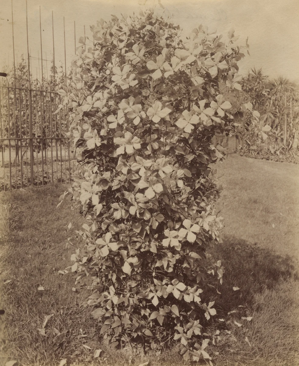 Clématites by Eugène Atget, photograph, 1900