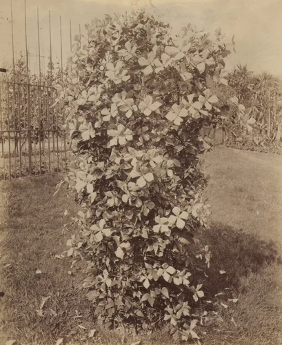 Clématites by Eugène Atget, photograph, 1900