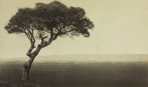 Untitled (Landscape near Watsonville, California) by Eadweard Muybridge, photograph, 1870-1879