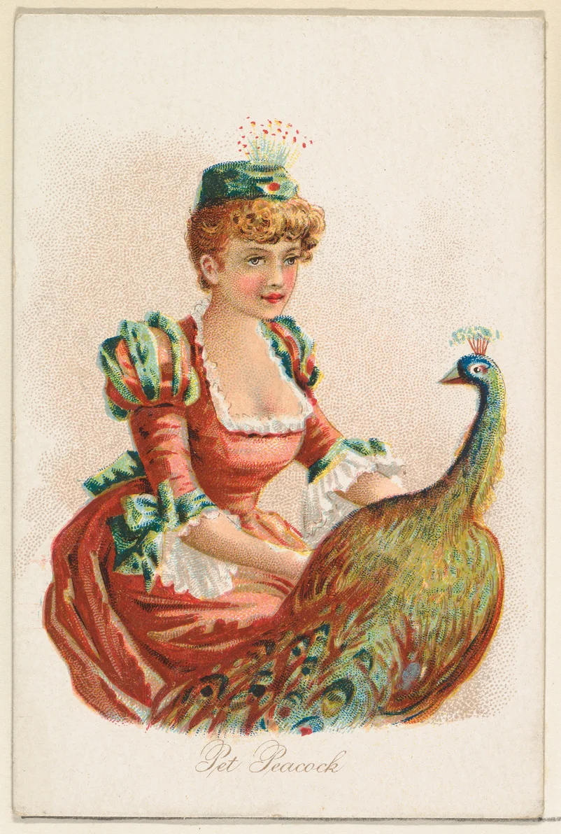 Pet Peacock, from the Household Pets series (N194) issued by Wm. S. Kimball & Co. by William S. Kimball & Company, print, 1891