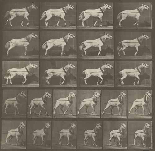 Plate Number 572. "Johnson" hauling, head being pulled by Eadweard Muybridge, photograph, 1887