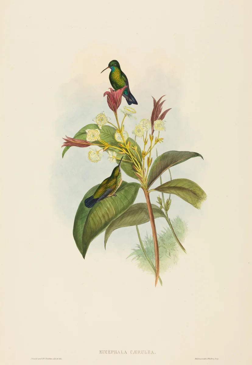 Eucephala caerulea (Blue-chinned Sapphire) by John Gould, print, 1804-1881