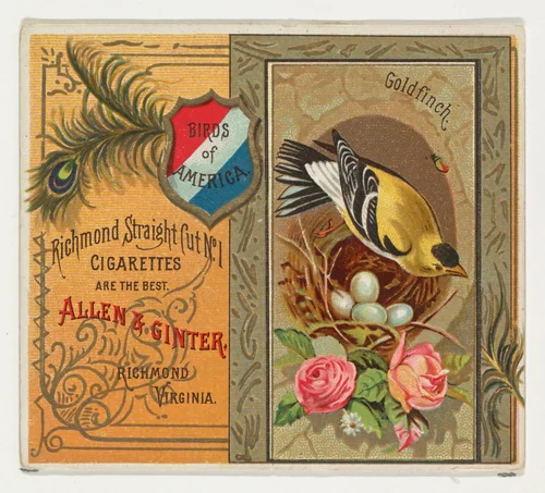 Goldfinch, from the Birds of America series (N37) for Allen & Ginter Cigarettes by Allen & Ginter, print, 1888