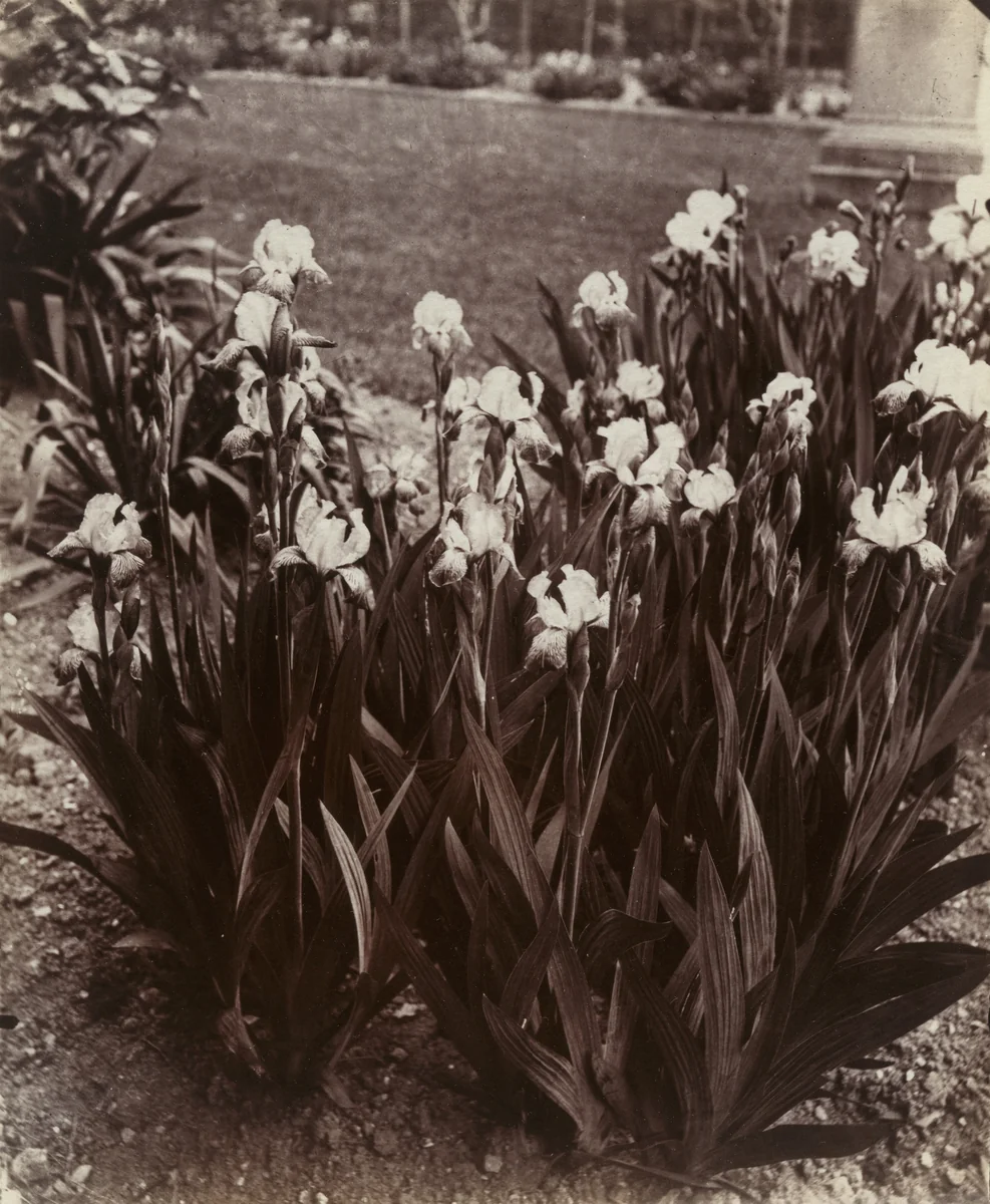 Iris (Ensemble) by Eugène Atget, photograph, 1900