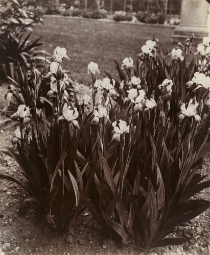Iris (Ensemble) by Eugène Atget, photograph, 1900