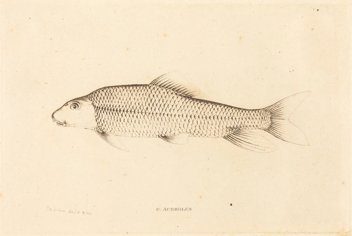 C. Aureolus by Charles Alexandre Lesueur, print, 1817