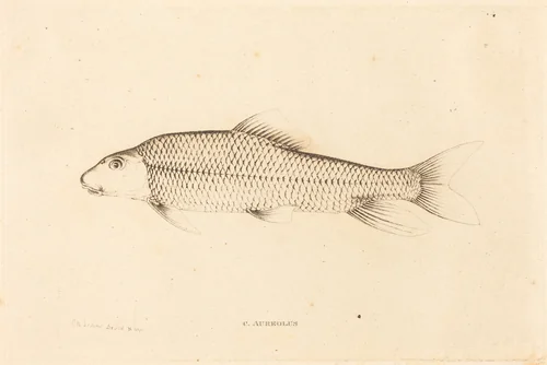 C. Aureolus by Charles Alexandre Lesueur, print, 1817