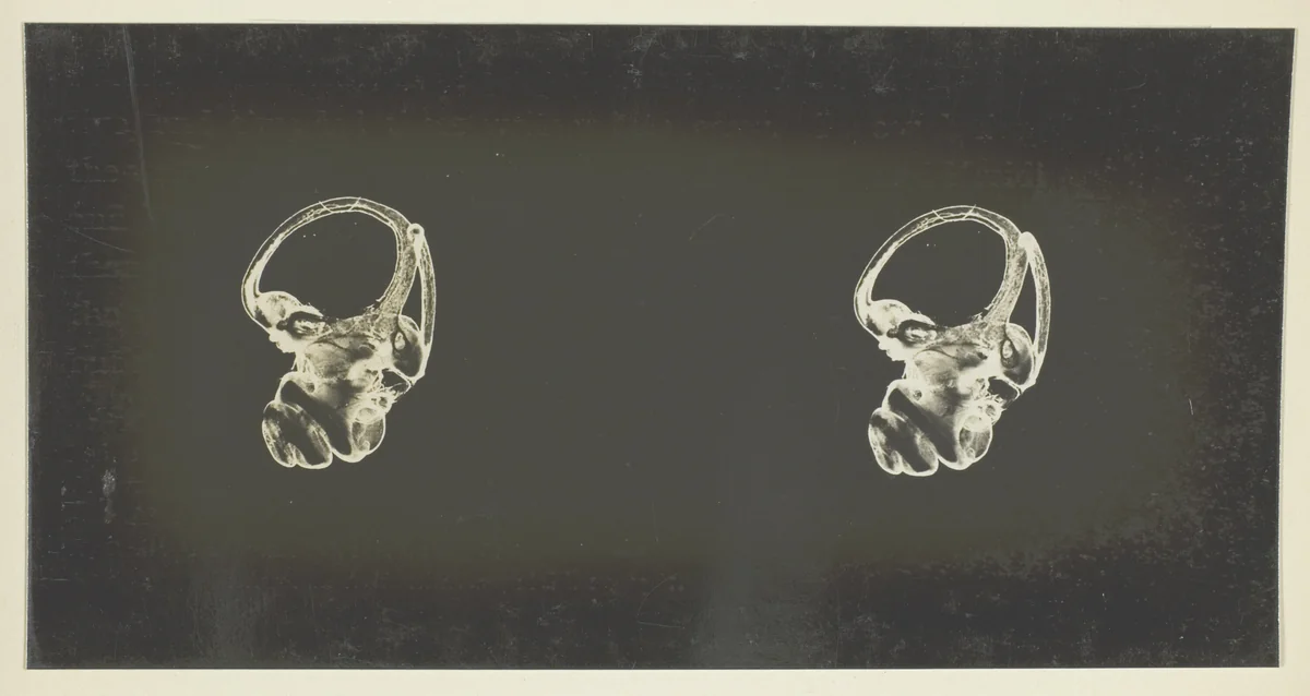 The Labyrinth of Animals; Including Mammals, Birds, Reptiles, & Amphibians - Vol. I by Albert Gray, other, 1900-1908