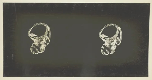 The Labyrinth of Animals; Including Mammals, Birds, Reptiles, & Amphibians - Vol. I by Albert Gray, other, 1900-1908