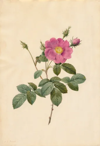 Cabbage Rose (Rosa Centifolia Simplex) by Pierre-Joseph Redouté, drawing, 1817-1824