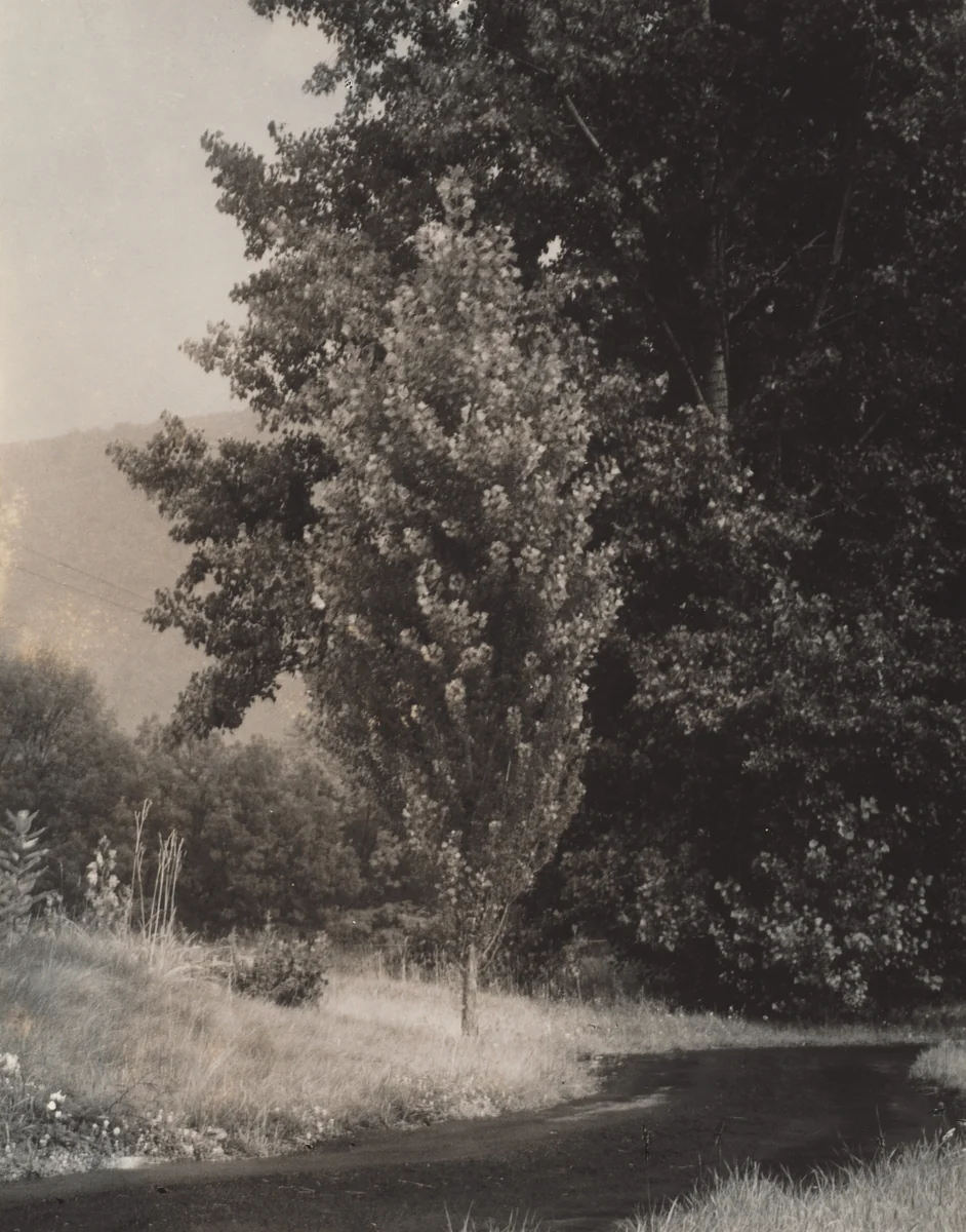 Poplar—Lake George by Alfred Stieglitz, photograph, 1937