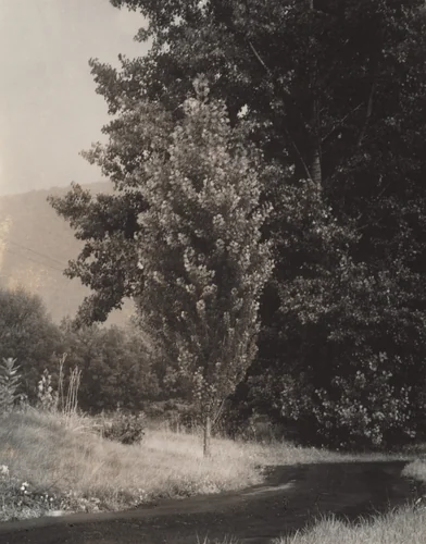 Poplar—Lake George by Alfred Stieglitz, photograph, 1937