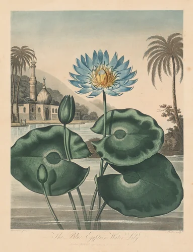 The Temple of Flora, or Garden of Nature: Blue Egyptian Waterlily by Robert John Thornton, print, 1804