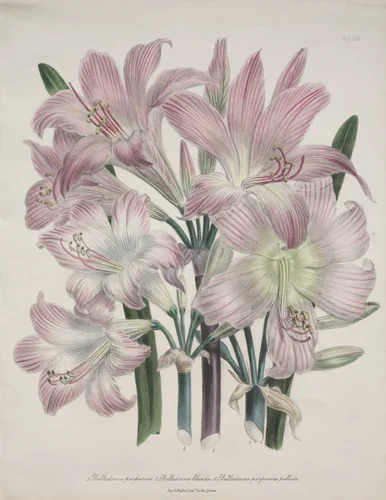 Belladonna Lily: Amaryllis belladonna by Jane Loudon, print