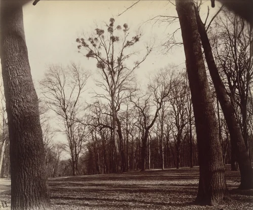 Saint-Cloud by Eugène Atget, photograph, 1922