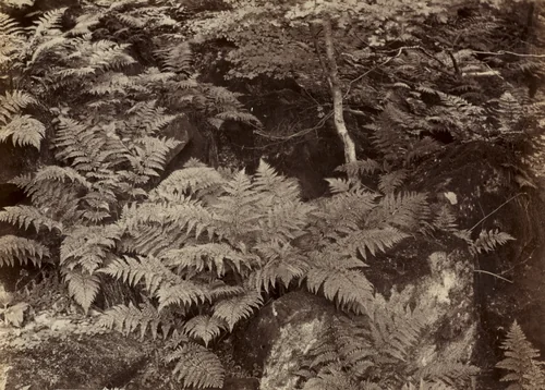 Untitled (Fern Study) by Frank Meadow Sutcliffe, photograph, 1875-1879