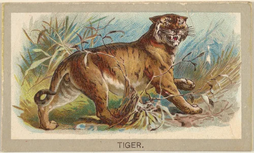 Tiger, from the Animals of the World series (T180), issued by Abdul Cigarettes by Abdul Cigarettes, print, 1881