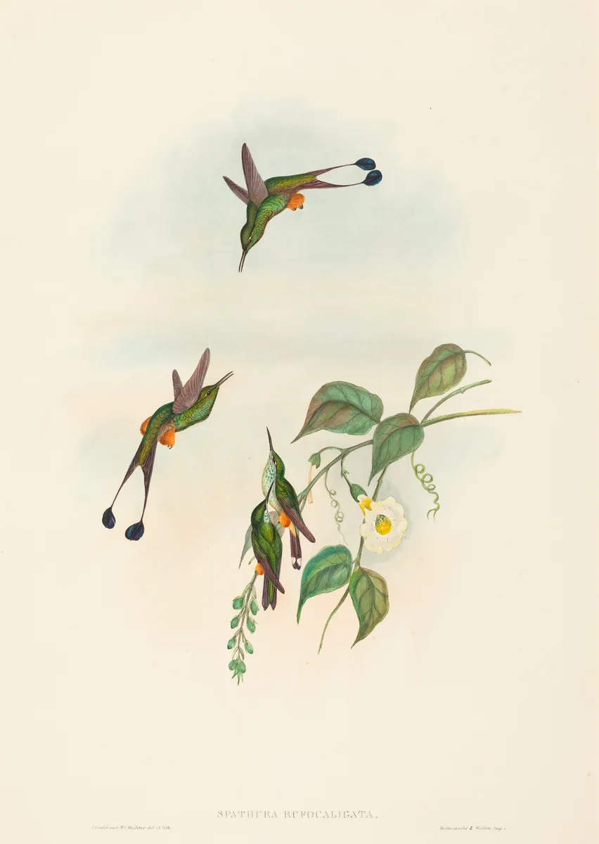 Spathura rufocaligata (Red-booted Racket-Tail) by John Gould, print, 1804-1881