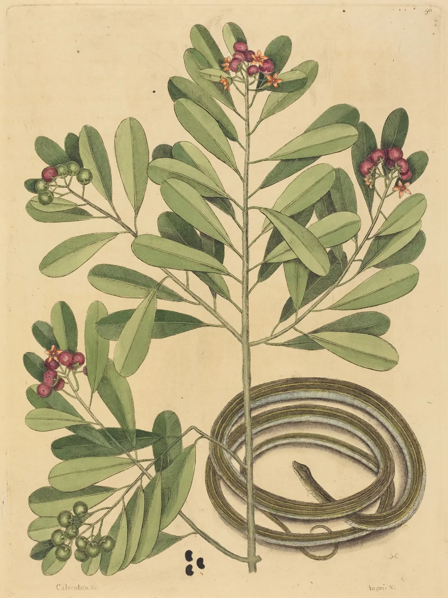 The Ribbon Snake (Coluber saurita) by Mark Catesby, print, 1731-1743