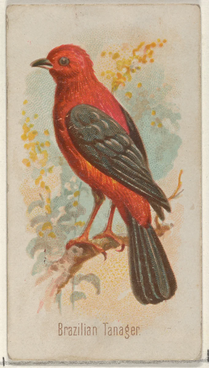 Brazilian Tanager, from the Song Birds of the World series (N23) for Allen & Ginter Cigarettes by Allen & Ginter, print, 1890