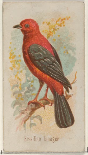 Brazilian Tanager, from the Song Birds of the World series (N23) for Allen & Ginter Cigarettes by Allen & Ginter, print, 1890