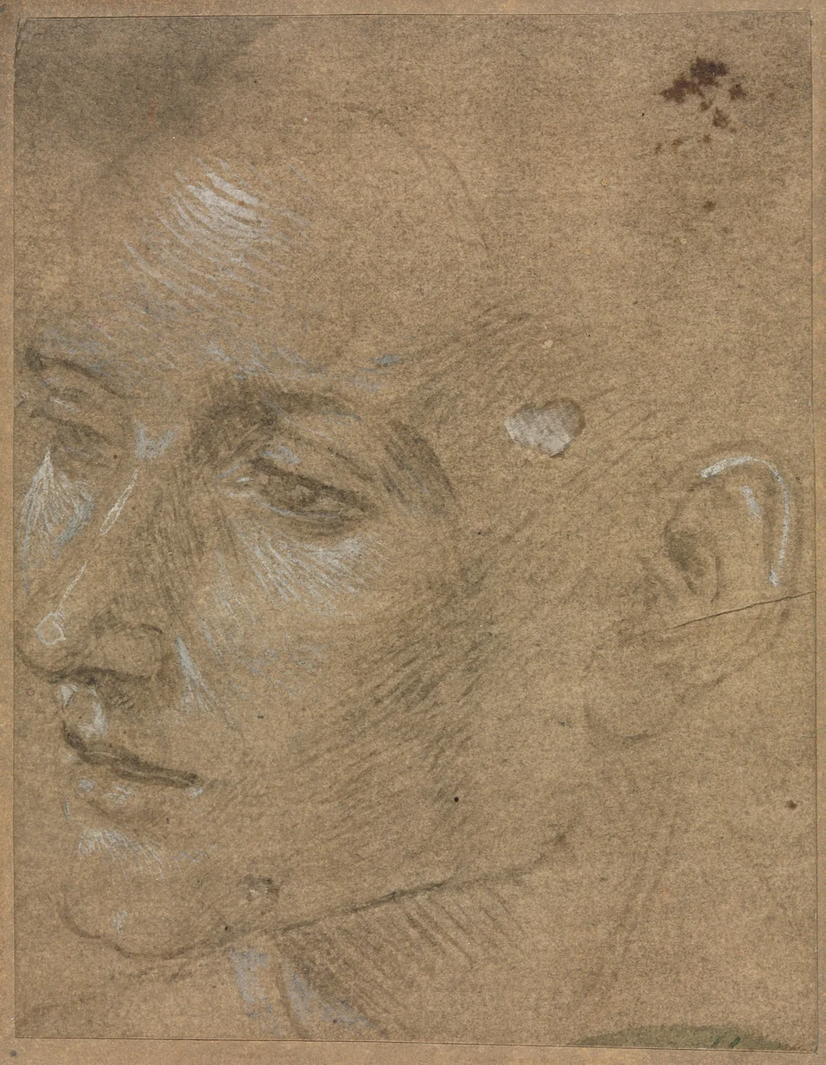 Head of a Young Man by Filippino Lippi, drawing, 1457-1504