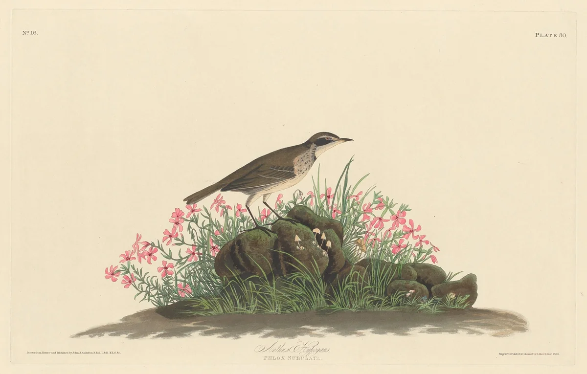 Prairie Titlark by Robert Havell, Jr.; John James Audubon, print, 1830