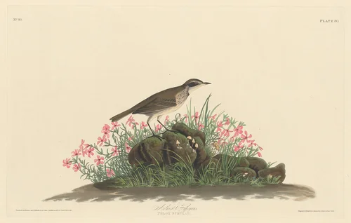 Prairie Titlark by Robert Havell, Jr.; John James Audubon, print, 1830
