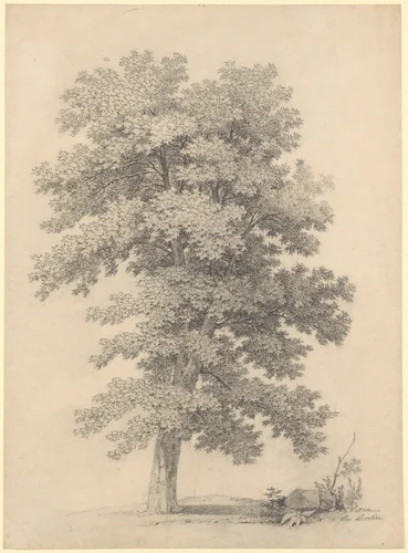 A Plane Tree by Jean-Victor Bertin, drawing, 1780-1842