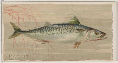 Mackerel, from the series Fishers and Fish (N74) for Duke brand cigarettes by Knapp & Company, print, 1888