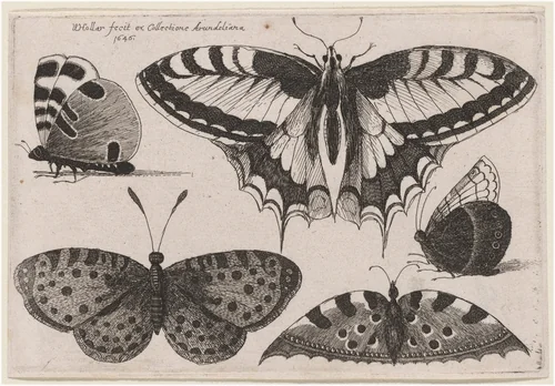 Three Butterflies and Two Moths by Wenceslaus Hollar, print, 1646