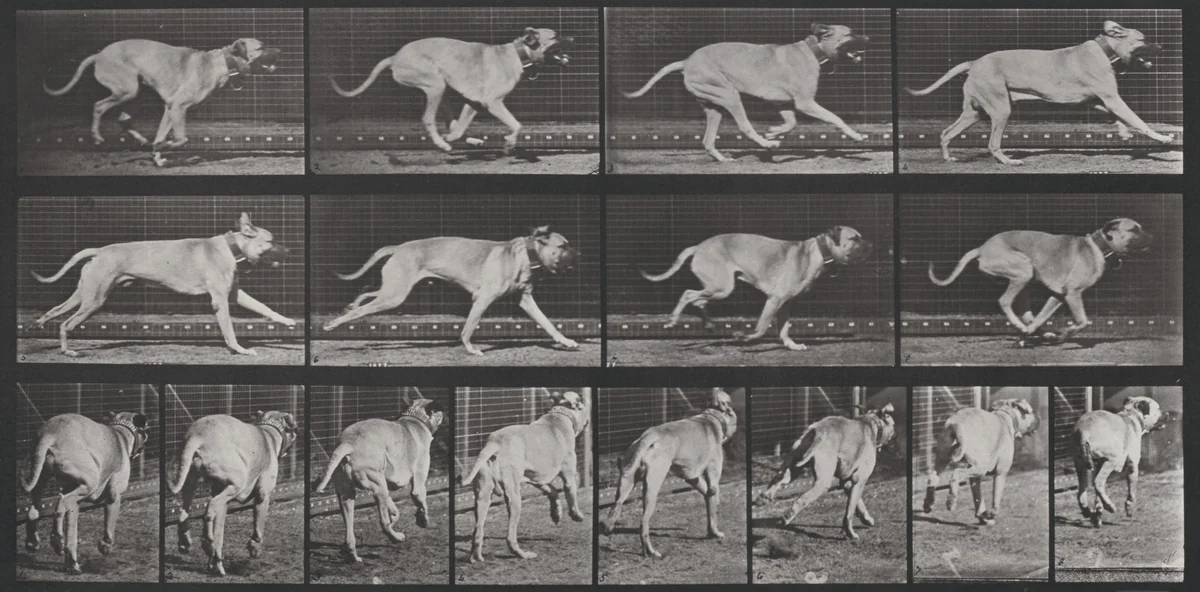 Plate Number 707. "Dread" galloping by Eadweard Muybridge, photograph, 1887