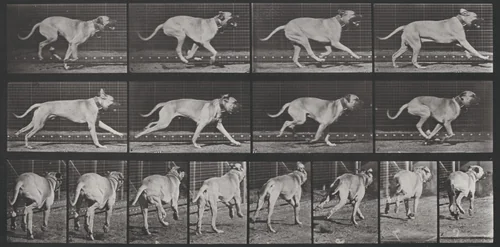 Plate Number 707. "Dread" galloping by Eadweard Muybridge, photograph, 1887