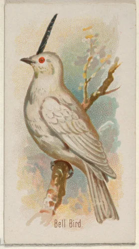 Bell Bird, from the Song Birds of the World series (N23) for Allen & Ginter Cigarettes by Allen & Ginter, print, 1890