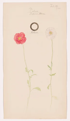 Papaver rhoeas (Corn Poppy). Sheet 21 from the portfolio Nature Studies by Hilma af Klint, drawing, 1919