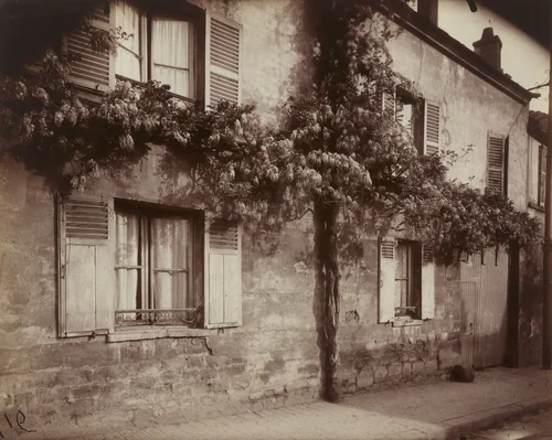 Glycine by Eugène Atget, photograph, 1919