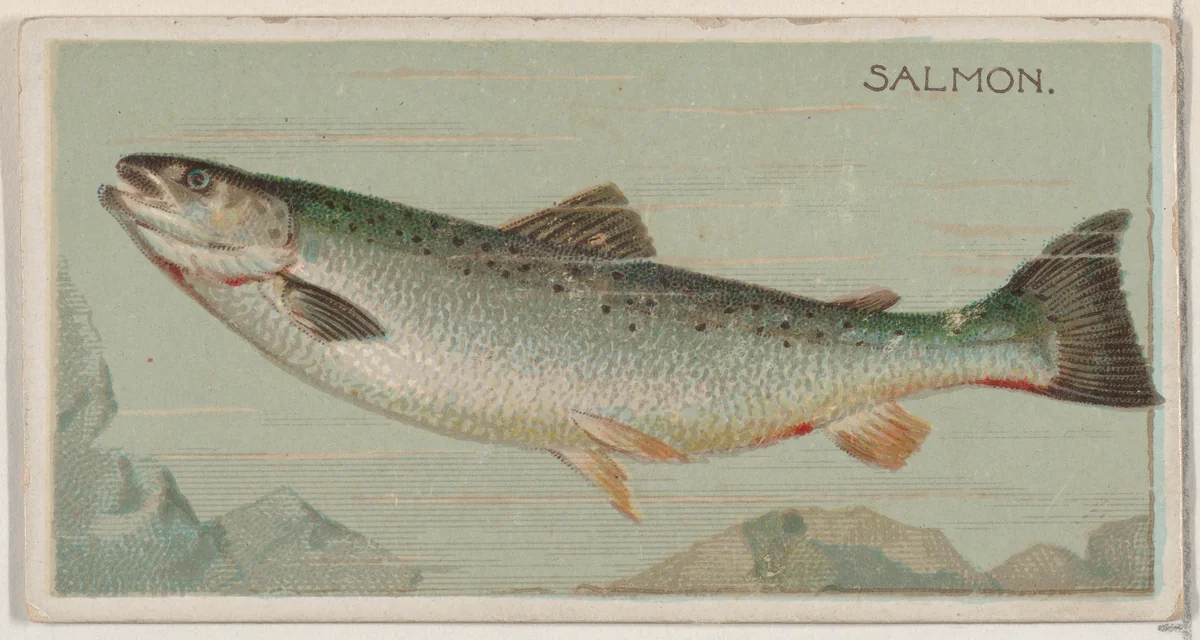 Salmon, from the series Fishers and Fish (N74) for Duke brand cigarettes by Knapp & Company, print, 1888