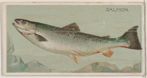 Salmon, from the series Fishers and Fish (N74) for Duke brand cigarettes by Knapp & Company, print, 1888